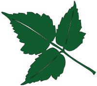 tilted leaf logo